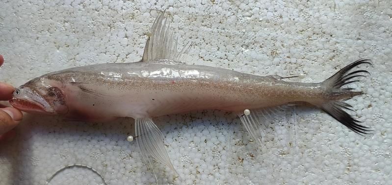 龍頭魚不能隨便掛（龍頭魚不能隨便掛，家居風(fēng)水避坑指南） 龍頭魚不能隨便掛（龍頭魚不能隨便掛，家居風(fēng)水避坑指南） 龍魚百科 第1張