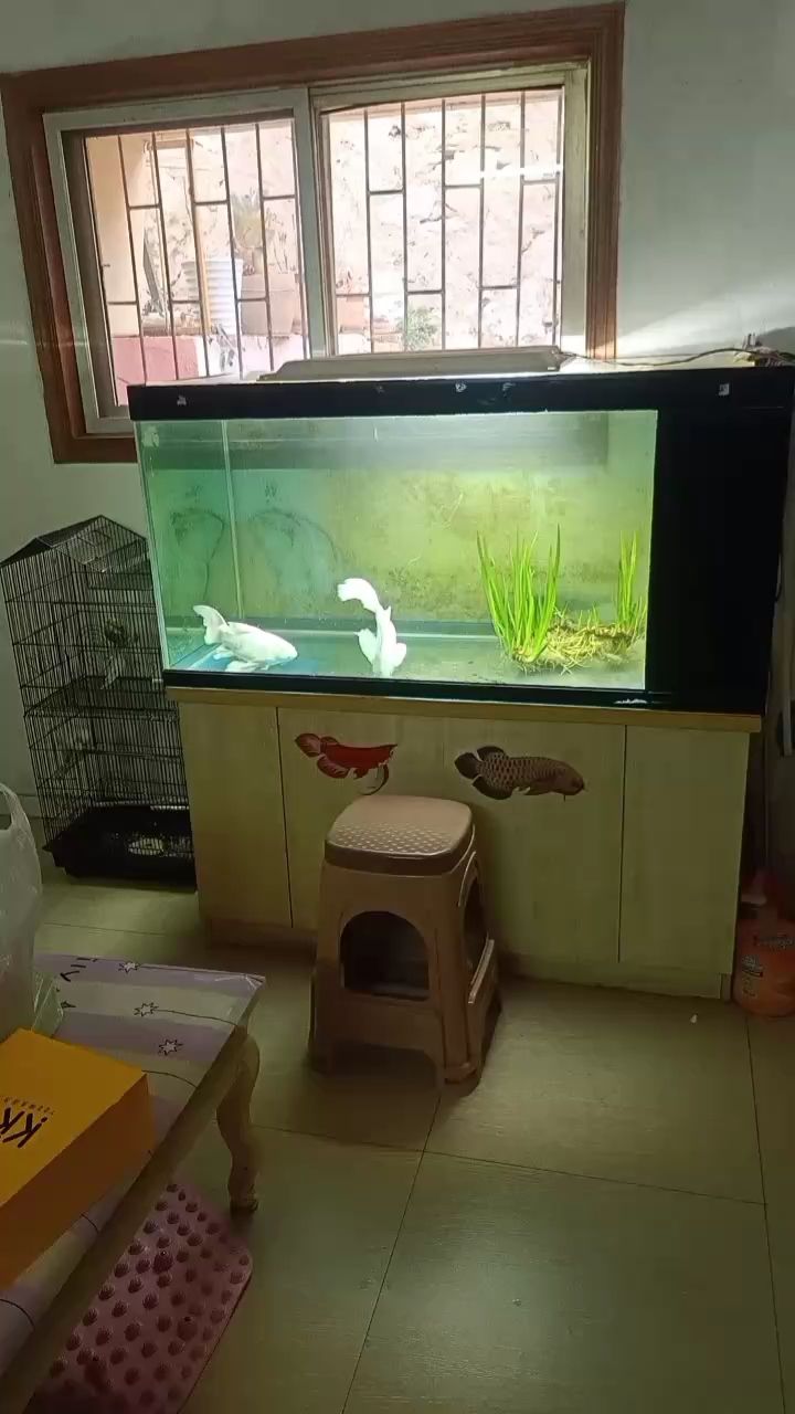 三間都出了，換2條飄逸的養養（三間出了，換2條飄逸的養養）