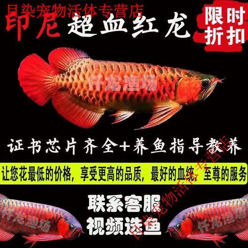 給我幾張紅龍魚苗2-3厘米的圖片（紅龍魚苗2-3厘米吃什么）