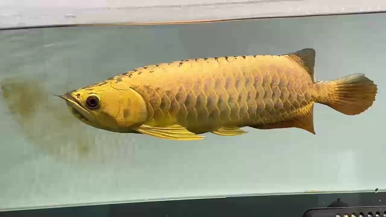 AG琥珀金子彈頭，招財，鎮宅38-40公（ag琥珀金子彈頭）