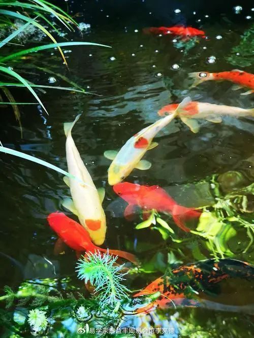十大風水魚排名（十大風水魚排名詳解）