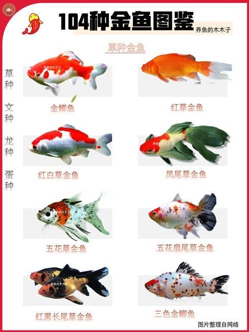 十大風水魚排名（十大風水魚排名詳解）