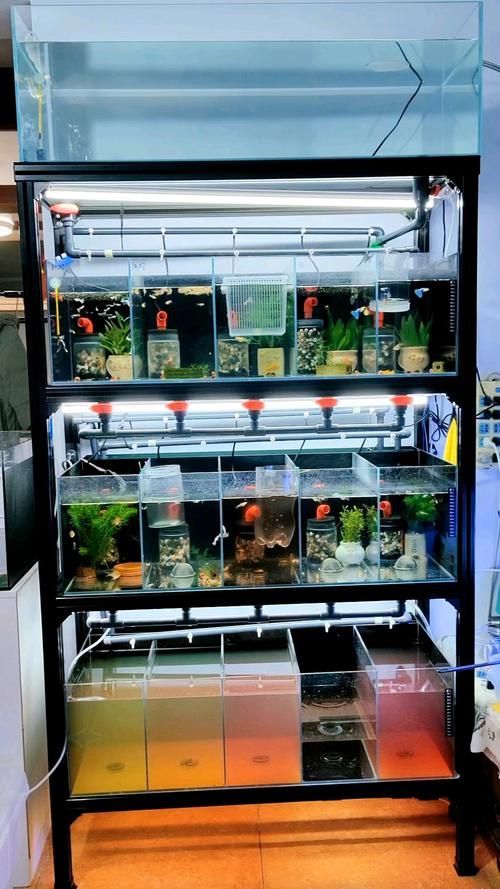 如何飼養這些熱門觀賞魚品種（如何飼養熱門觀賞魚品種，）