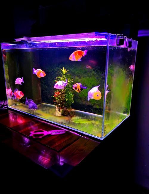 如何飼養這些熱門觀賞魚品種（如何飼養熱門觀賞魚品種，）