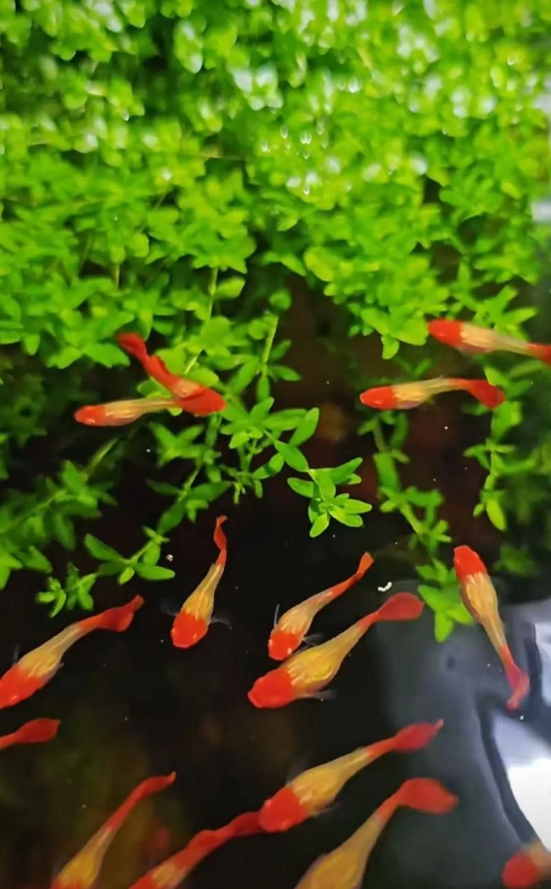 如何飼養這些熱門觀賞魚品種（如何飼養熱門觀賞魚品種，）
