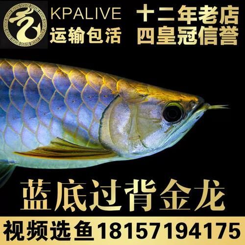 給我推薦幾款古典藍(lán)底過背金龍魚（古典藍(lán)底過背金龍魚）