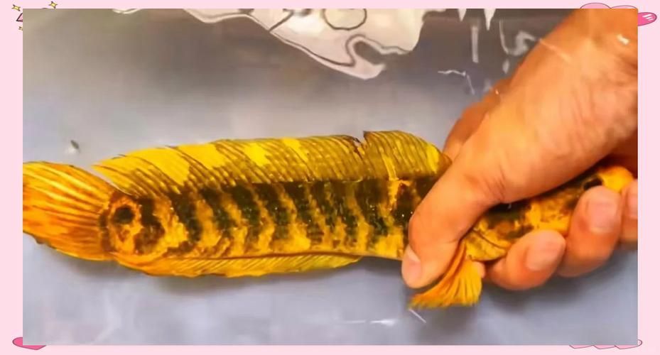 野生雷龍魚多少元一斤，野生雷龍魚價格波動大嗎野生雷龍魚價格波動大嗎