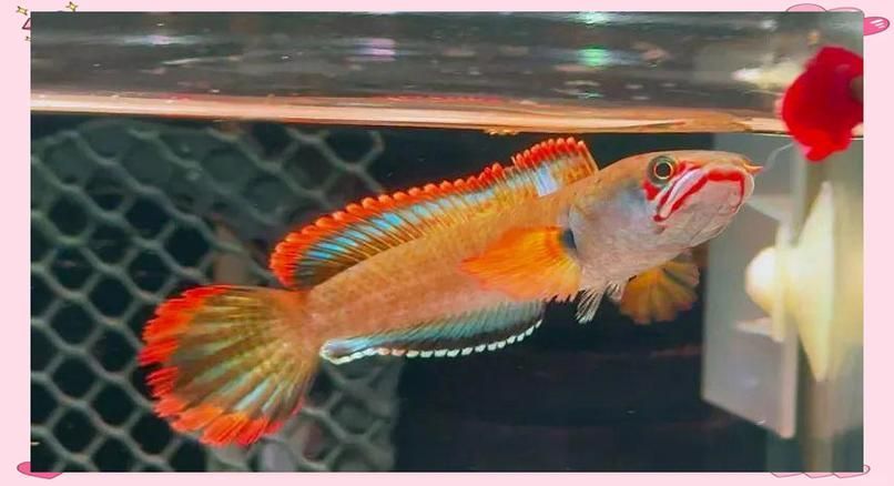 野生雷龍魚多少元一斤，野生雷龍魚價格波動大嗎野生雷龍魚價格波動大嗎