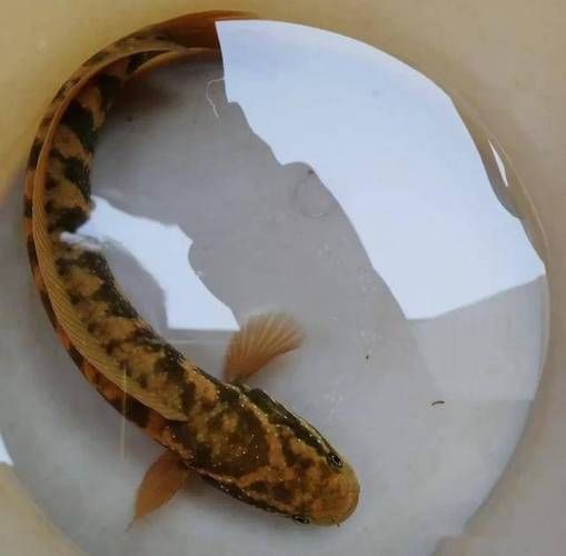 野生雷龍魚多少元一斤，野生雷龍魚價格波動大嗎野生雷龍魚價格波動大嗎