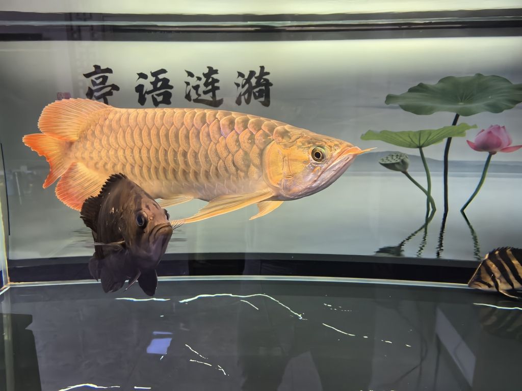 堅持愛好，堅持愛好對個人成長和心理健康的影響