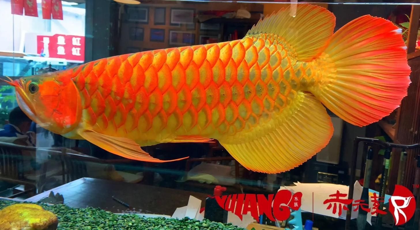 赤元素紅龍與其他紅龍魚品種有何區別？，赤元素紅龍與其他紅龍魚品種的核心區別