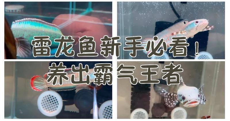 曼龍魚一次能產(chǎn)多少卵