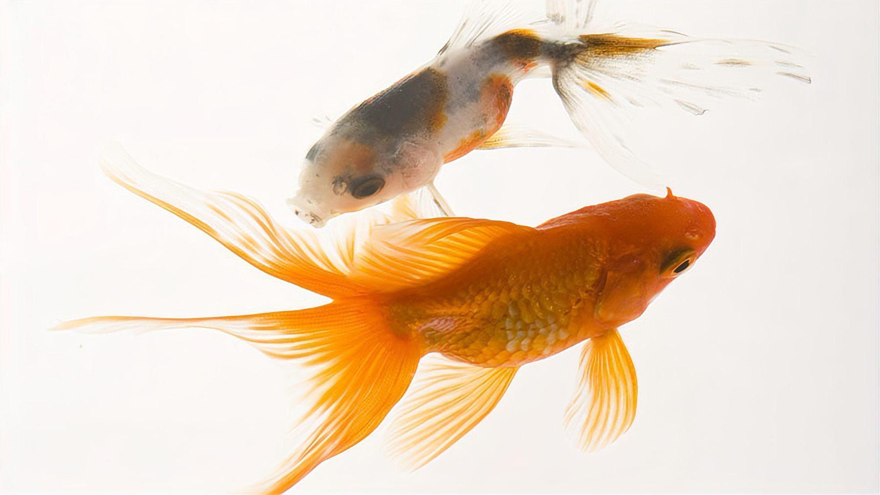 金魚尾巴爛了會自愈嗎，金魚尾巴爛了會有什么癥狀