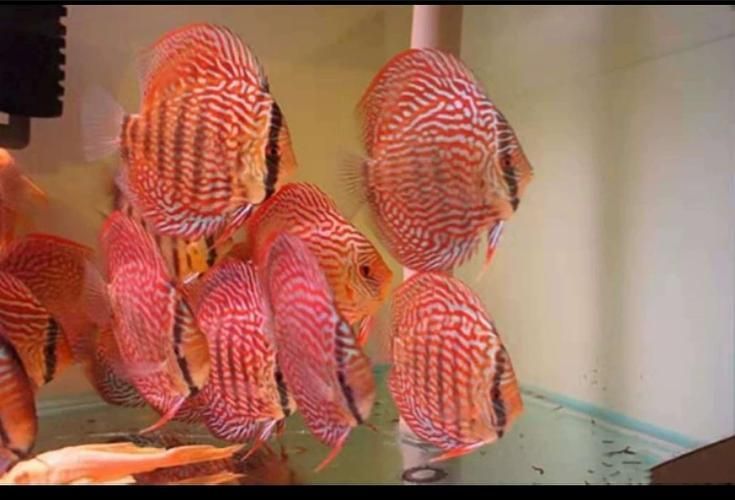 有哪些名貴魚種，關于名貴魚種的介紹