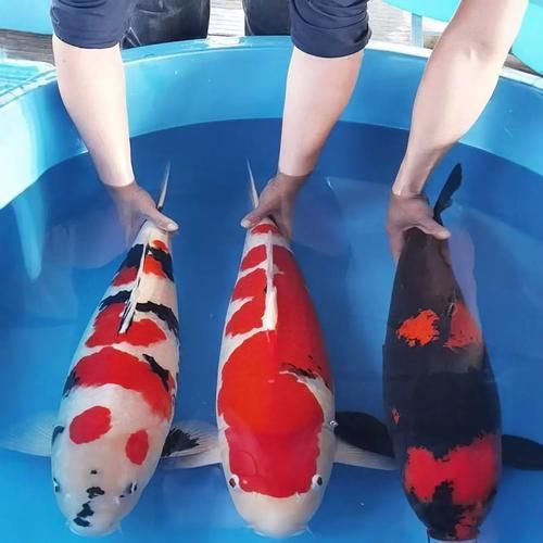 有哪些名貴魚種，關于名貴魚種的介紹