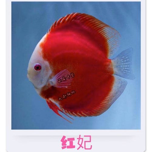 有哪些名貴魚種，關于名貴魚種的介紹