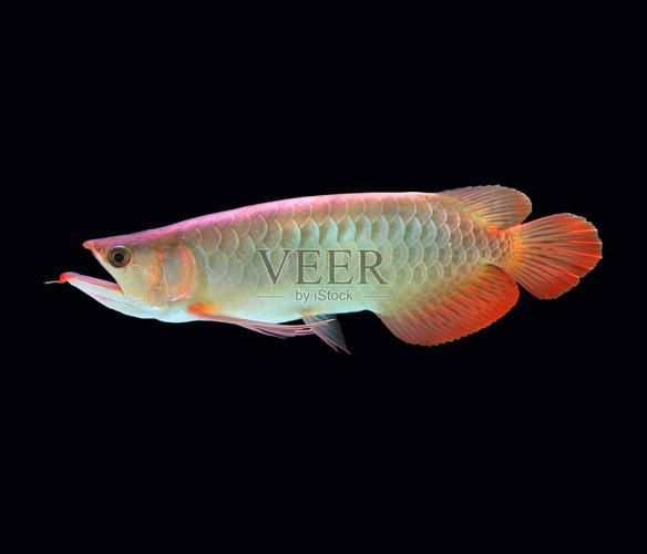 有哪些名貴魚種，關于名貴魚種的介紹