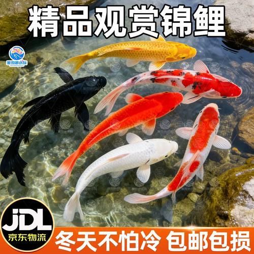 有哪些名貴魚種，關于名貴魚種的介紹