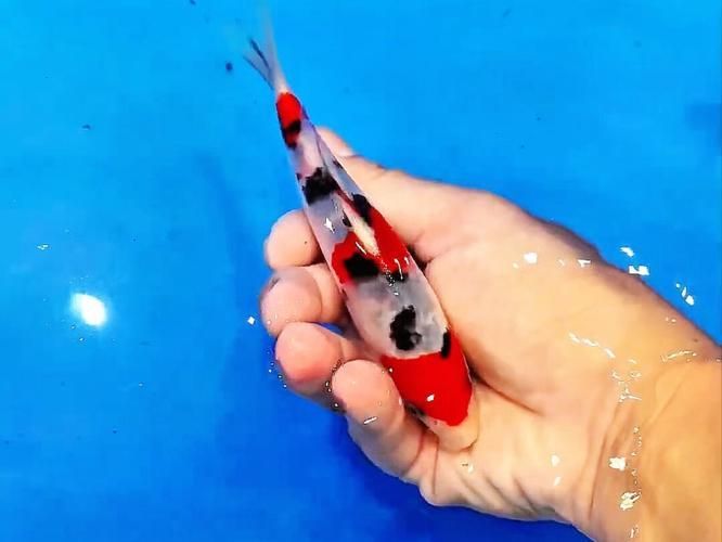 有哪些名貴魚種，關于名貴魚種的介紹