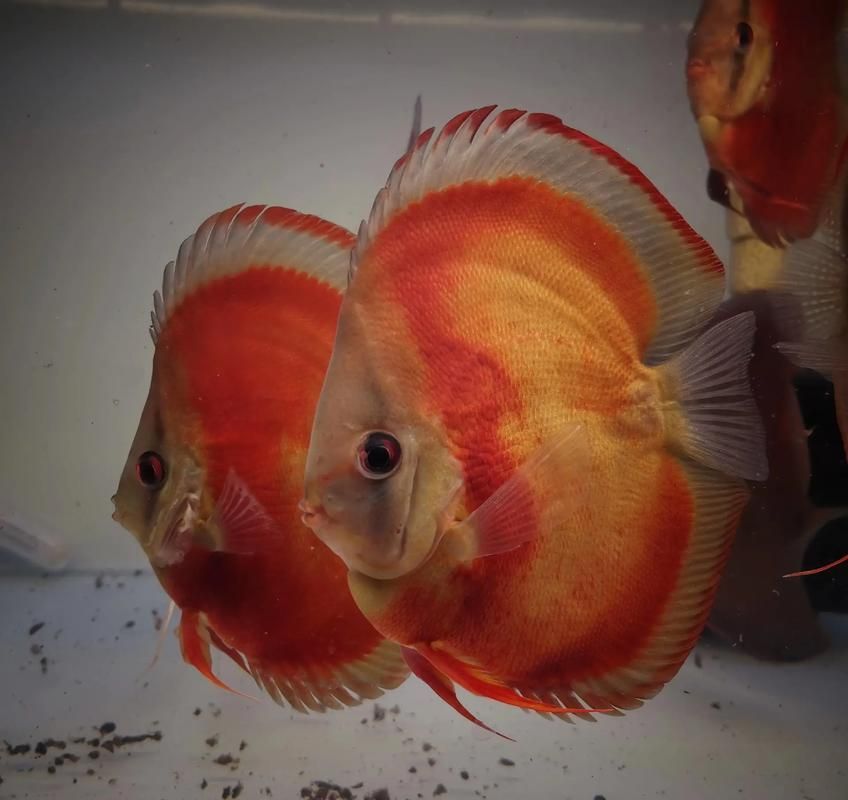 有哪些名貴魚種，關于名貴魚種的介紹