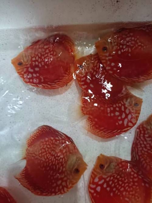 有哪些名貴魚種，關于名貴魚種的介紹