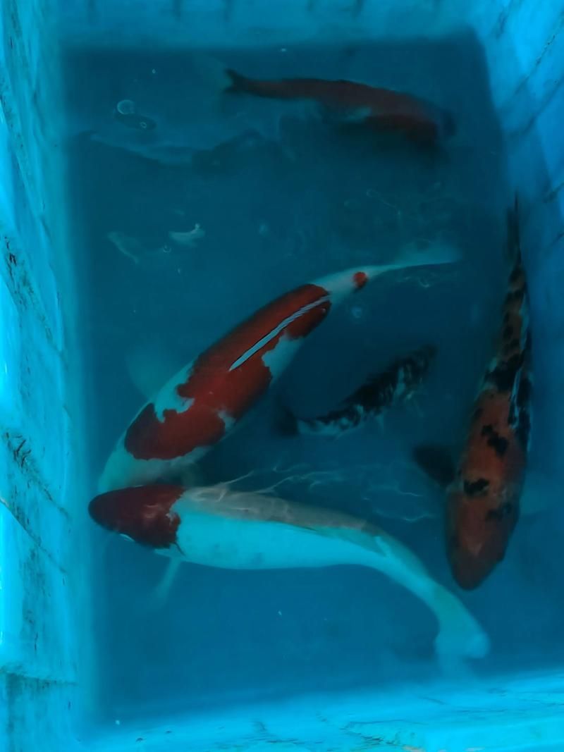 有哪些名貴魚種，關于名貴魚種的介紹