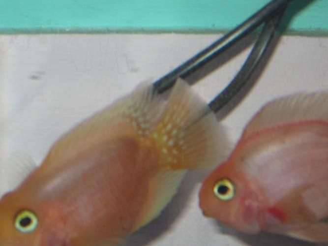 給我一些判斷迷你鸚鵡魚鰭根部充血的圖片示例，判斷迷你鸚鵡魚鰭根部充血的圖片示例，如何預(yù)防迷你鸚鵡魚鰭根部充血