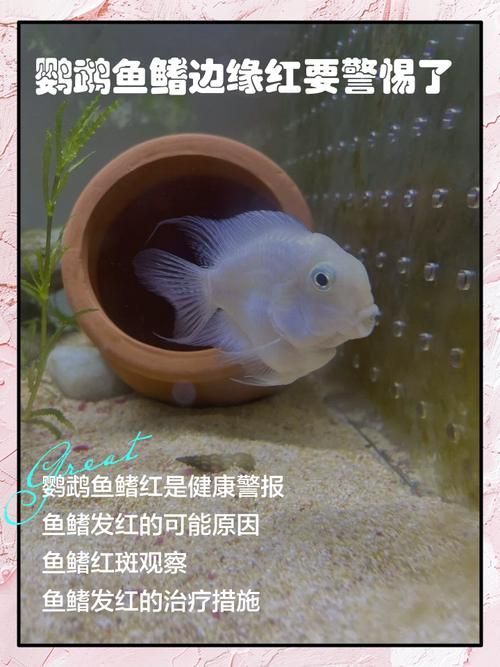 給我一些判斷迷你鸚鵡魚鰭根部充血的圖片示例，判斷迷你鸚鵡魚鰭根部充血的圖片示例，如何預(yù)防迷你鸚鵡魚鰭根部充血