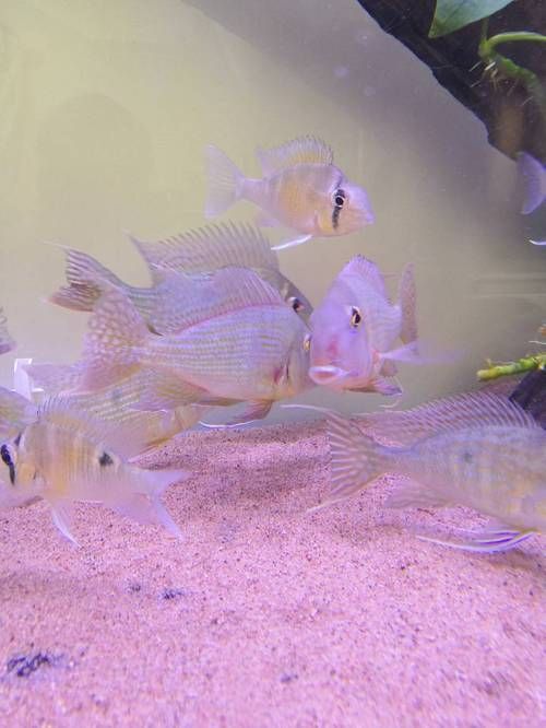 給我一些判斷迷你鸚鵡魚鰭根部充血的圖片示例，判斷迷你鸚鵡魚鰭根部充血的圖片示例，如何預(yù)防迷你鸚鵡魚鰭根部充血
