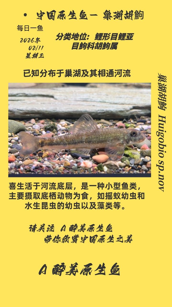 巢湖胡鮈，安徽巢湖地區特有的淡水魚類，是當地居民餐桌上的常見食材