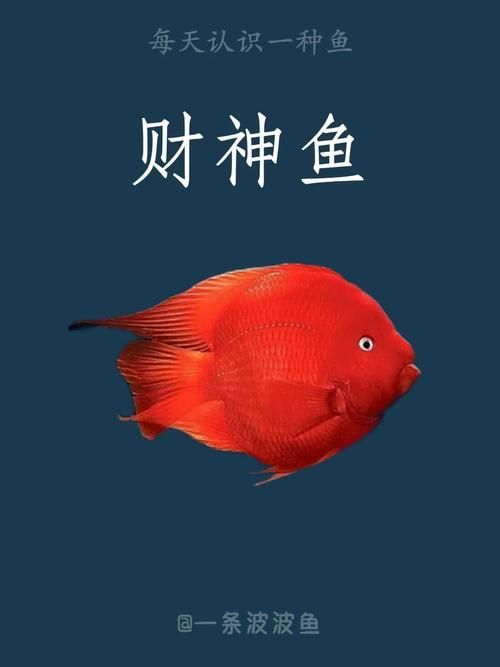最招財的魚圖片，在風水學中，哪些魚類被認為是最招財的