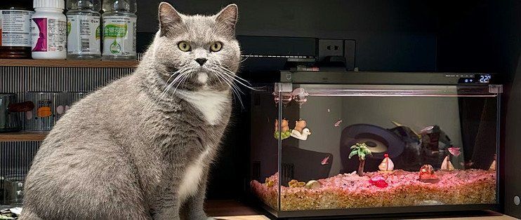 如何確保貓和魚的安全共處，如何確保貓和魚的安全共處本文探討了貓和魚安全共處的方法