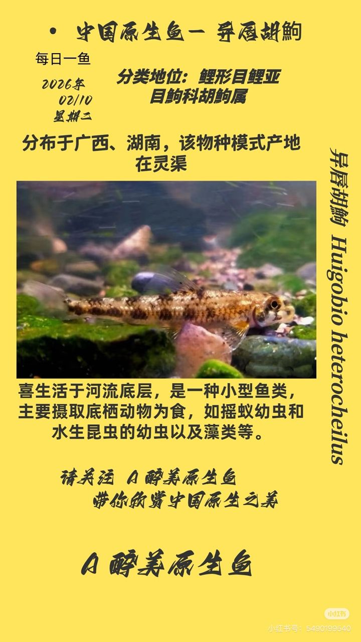 異唇胡鮈，唇胡鮈是一類生活在中國長江流域的淡水魚類