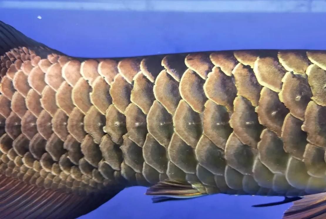 如何預防龍魚鱗片再次發黑，西安龍魚鱗片發黑鱗片發黑常與用工具arxiv論文助手