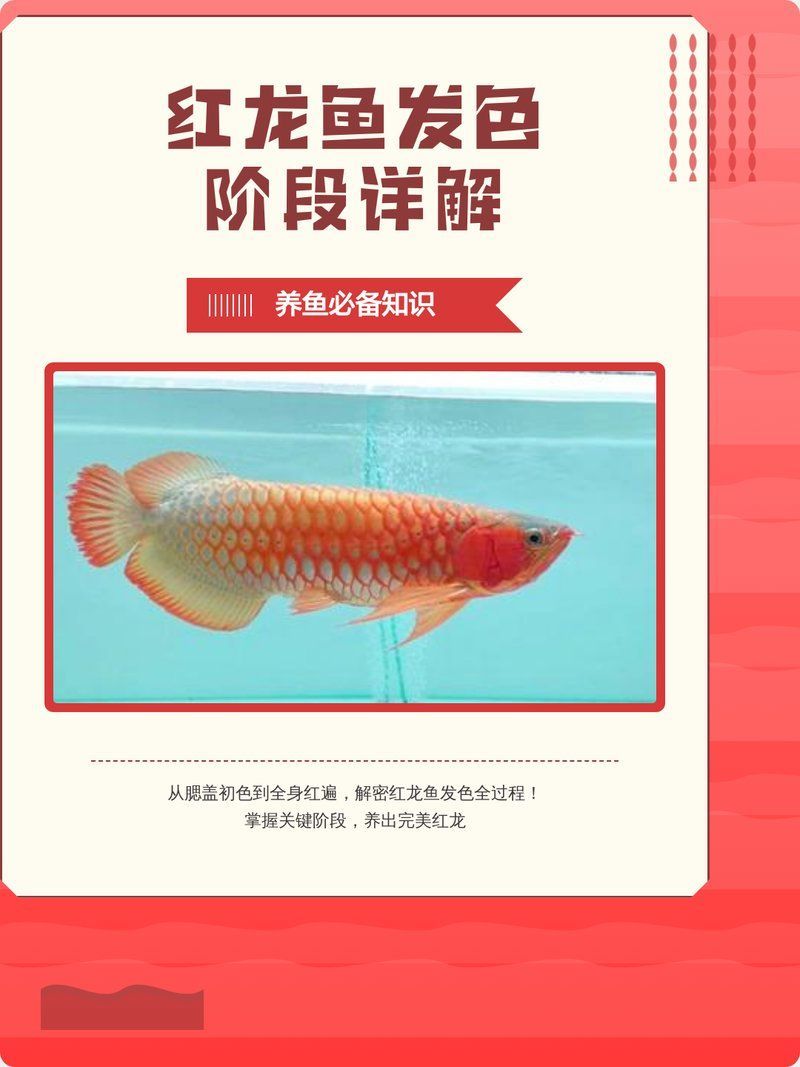 紅龍發色漸變過程需要多長時間，紅龍發色的三個階段