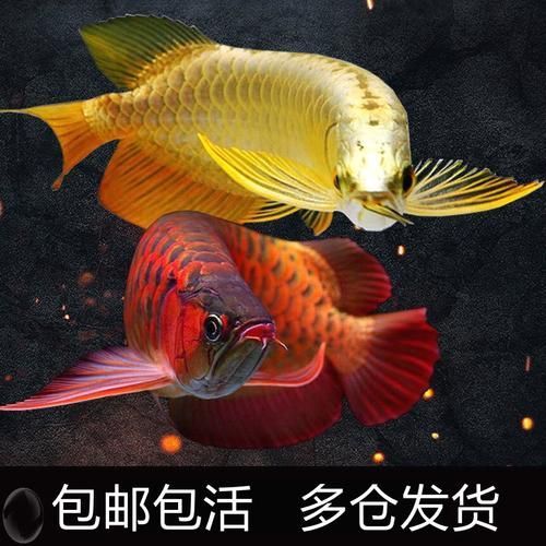 紅龍魚品種排行榜，富媒體組件庫(kù)之紅龍魚
