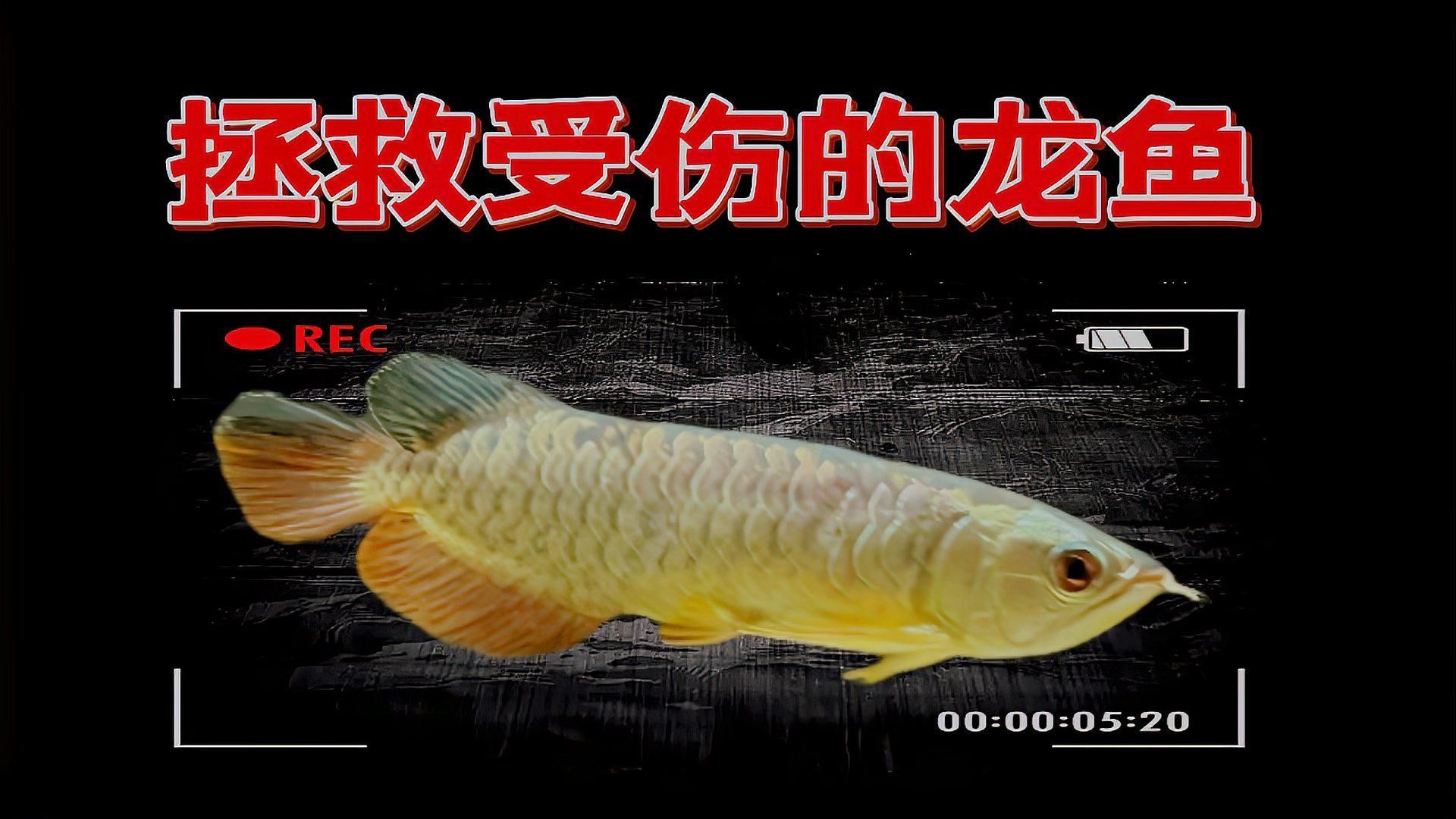 有沒有更簡單的金龍魚受傷處理方法，【金龍魚受傷應急處理清單】涂抹蘆薈膠