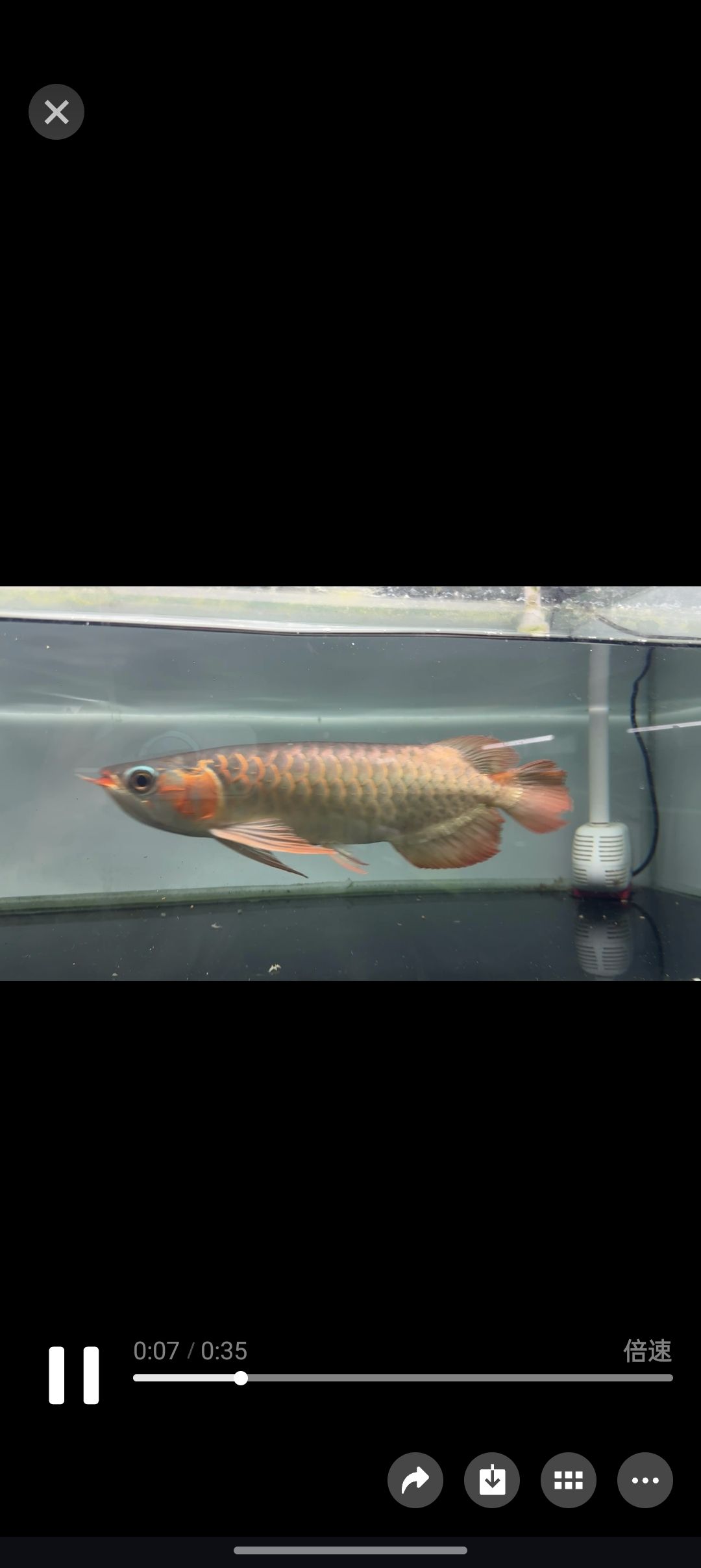鯊魚嘴??，鯊魚嘴在生態系統中的作用