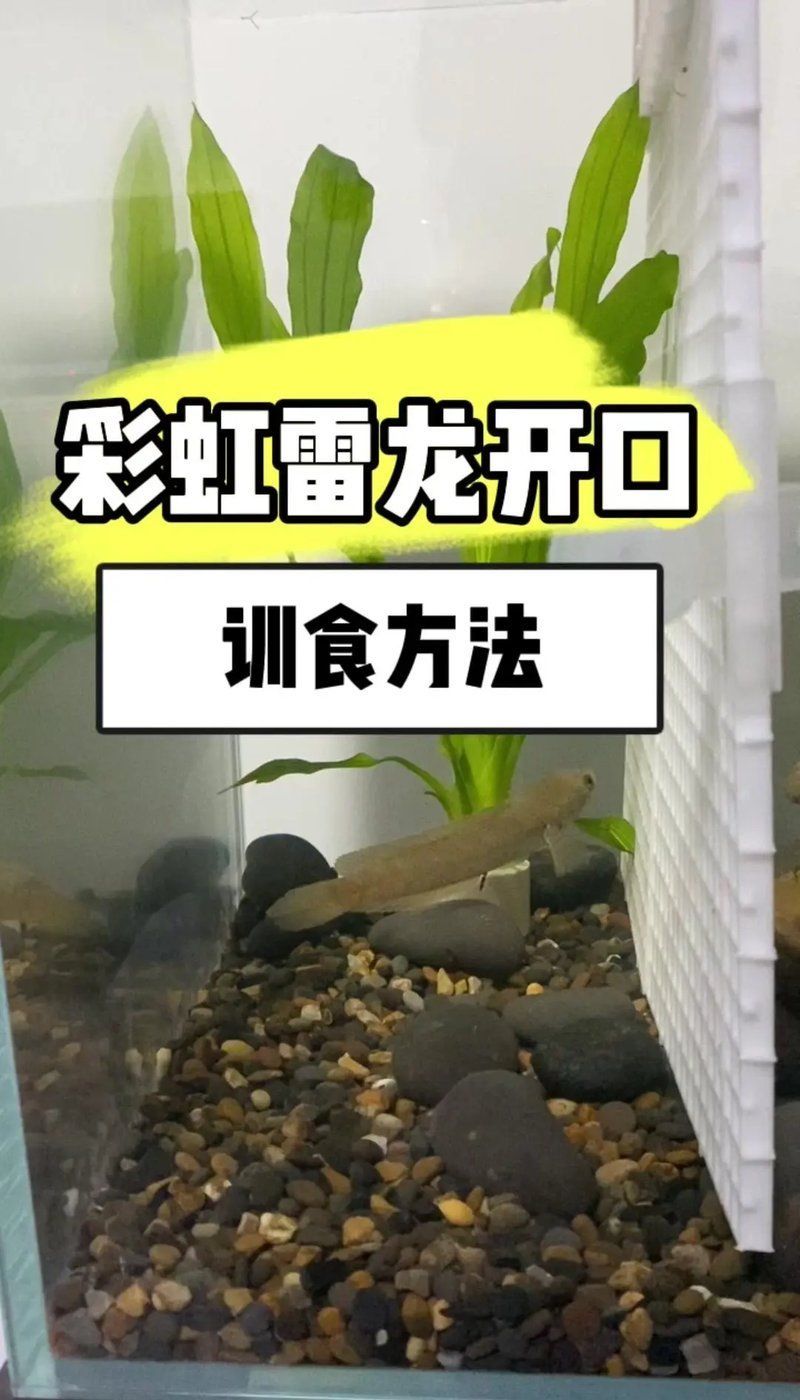 七彩雷龍魚多久喂一次合適，七彩雷龍魚吃什么飼料最好