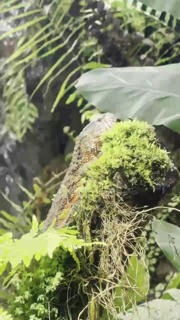 蜥蜴，久駿評(píng)論：蜥蜴的生態(tài)與保護(hù)，蜥蜴是一類多樣化的爬行動(dòng)物