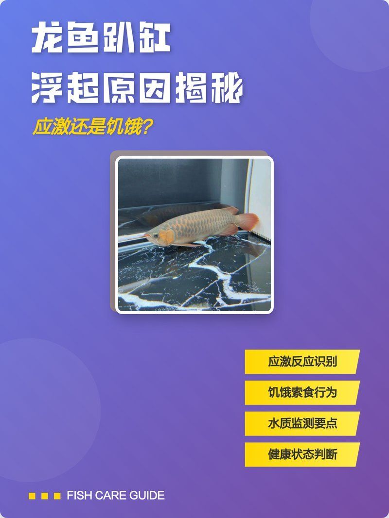 龍魚浮頭如何緊急處理，龍魚趴缸浮起原因揭秘