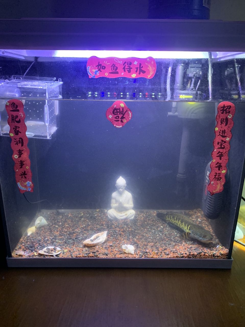 招財進寶，魚肥家潤。漸漸的成長，慢慢的發財。[aini]，招財進寶，魚肥家潤