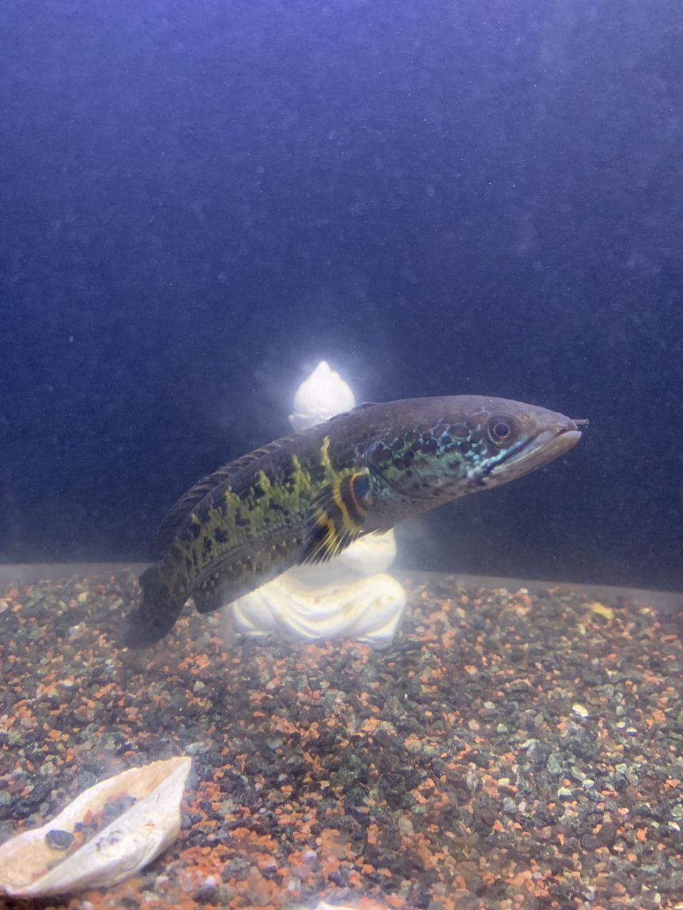 招財進寶，魚肥家潤。漸漸的成長，慢慢的發財。[aini]，招財進寶，魚肥家潤