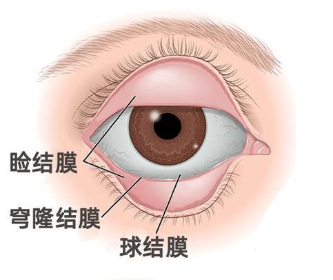 眼睛白膜如何預(yù)防，權(quán)威醫(yī)學(xué)指南（conjunctiva）眼睛白膜預(yù)防指南
