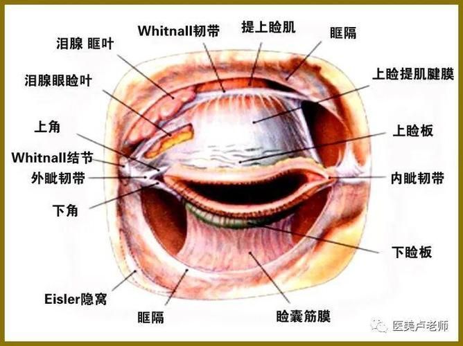 眼睛白膜如何預(yù)防，權(quán)威醫(yī)學(xué)指南（conjunctiva）眼睛白膜預(yù)防指南