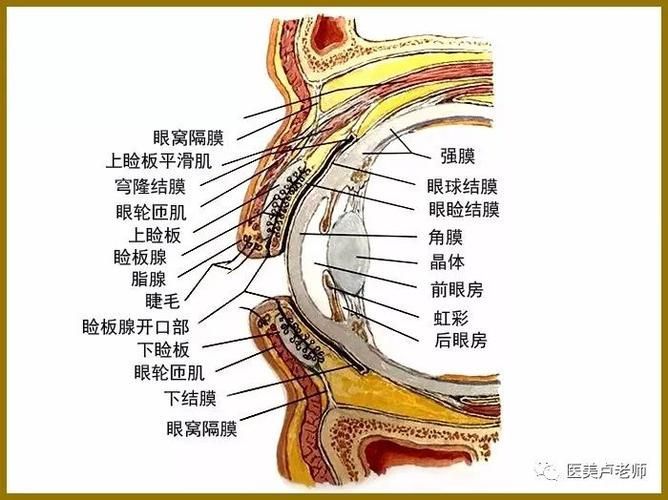 眼睛白膜如何預(yù)防，權(quán)威醫(yī)學(xué)指南（conjunctiva）眼睛白膜預(yù)防指南