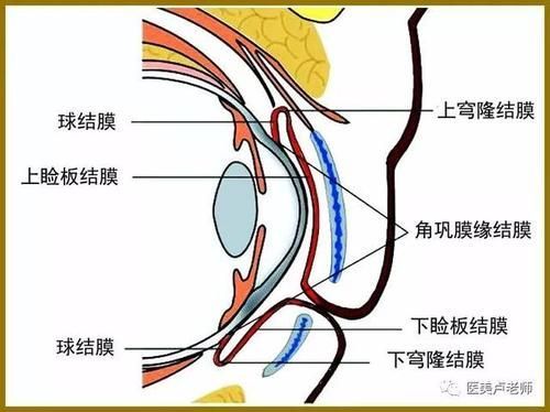 眼睛白膜如何預(yù)防，權(quán)威醫(yī)學(xué)指南（conjunctiva）眼睛白膜預(yù)防指南