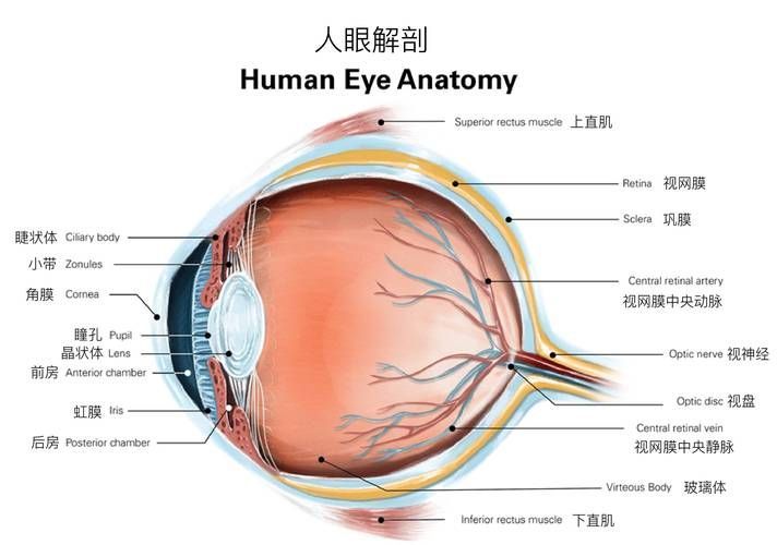 眼睛白膜如何預(yù)防，權(quán)威醫(yī)學(xué)指南（conjunctiva）眼睛白膜預(yù)防指南