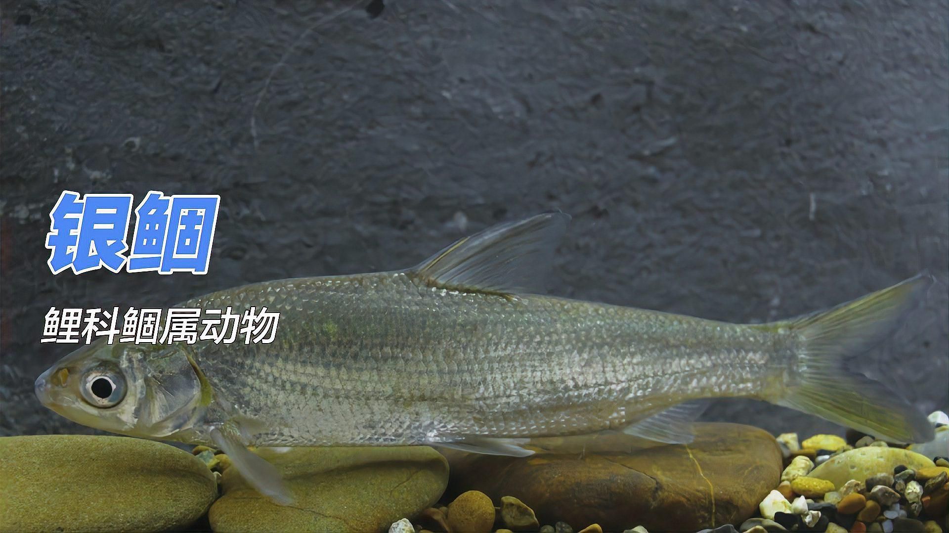 有哪些適合<strong><mark>西安</mark></strong>水質的觀賞魚，<strong><mark>西安</mark></strong>水質的觀賞魚適合<strong><mark>西安</mark></strong>水質的觀賞魚種類孔雀魚