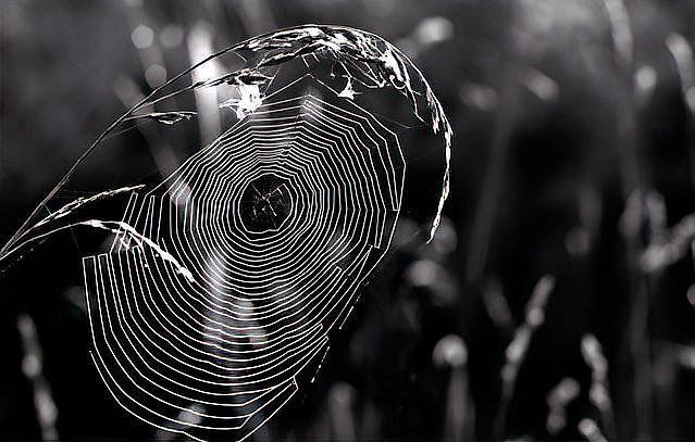 能否詳細(xì)解釋蜘蛛的交尾策略，arxiv論文助手arxiv論文助手（pedipalps）